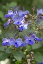 Blue butterfly bush Rotheca myricoides Ã¢â¬â¢UgandenseÃ¢â¬â¢ÃÂ purple-blue flowers